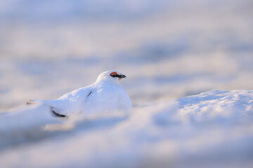 Portrait of  male, white Svalbard Rock Ptarmigan (Lagopus muta hyperborea) in snow