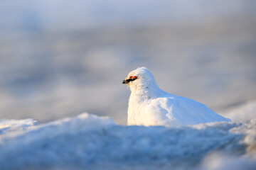 Portrait of  male, white Svalbard Rock Ptarmigan (Lagopus muta hyperborea) in snow