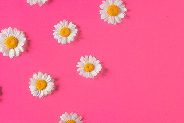 Patterns of white daisies chamomile flowers isolated on crimson pink background. Trendy colors for summer concept.
