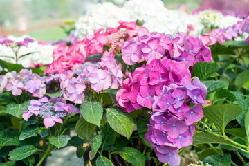 Hydrangea. Beautiful multicolored hydrangea flowers. Exhibition market of hydrangea flowers