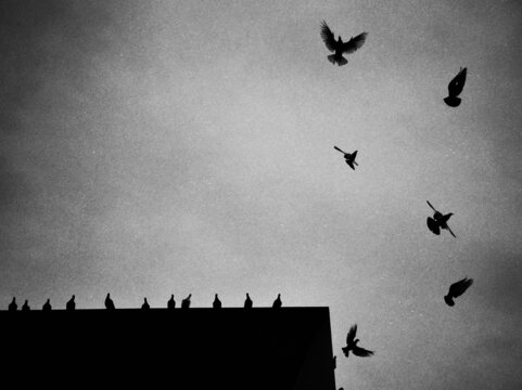 Black and white picture of pigeons flying over