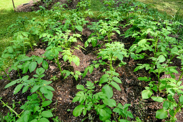 Growing potatoes conventionally in the ground with the soil earthed up with compost using the no...