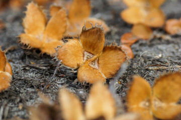 Bucheckern