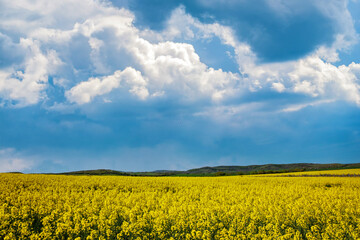 Obraz premium Meadows with a plant in a valley with fields against the background of the daytime sky in Bulgaria