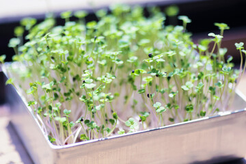 自家栽培のブロッコリースプラウト