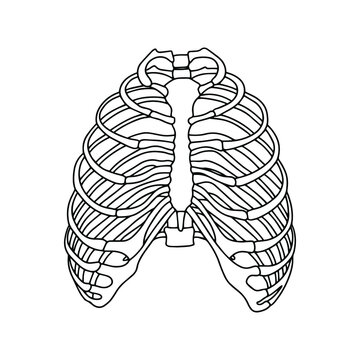 Human ribs. Illustration from vector about science and medical. Vector Stock illustration.