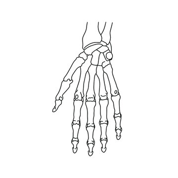 Skeletons of the human hand. Drawn by lines on white background. Vector Stock illustration.
