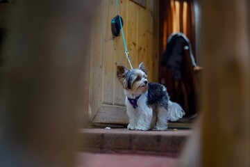 cute yorkshire terrier dog standing on the leash at the door in country house