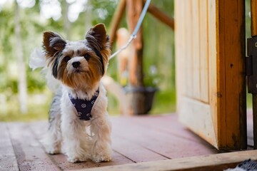 cute yorkshire terrier dog standing on the leash at the door in country house