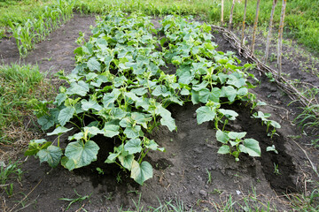 Cucumbers ripen in the garden. - 509526513