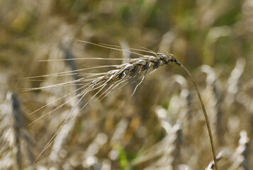 Wheat ear close-up. - 509526527
