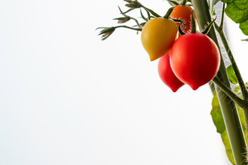 ミニトマト　果実