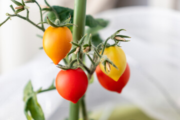 ミニトマト　果実