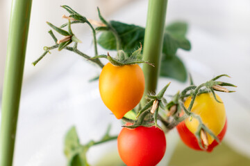 ミニトマト　果実