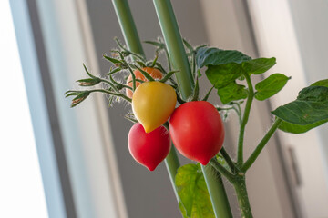 ミニトマト　果実