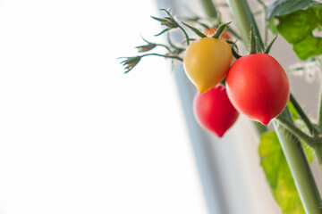 ミニトマト　果実