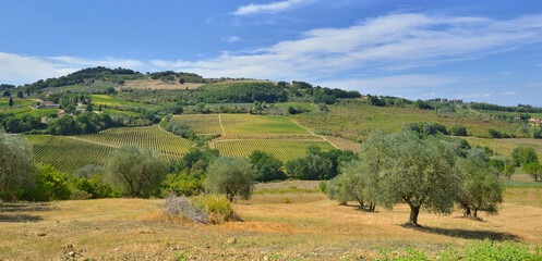 Fototapeta na wymiar olive trees growing in a field with a vineyard on hill background in Tuscany, italy