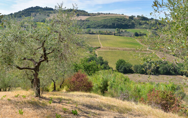 Fototapeta na wymiar field of grove tres and vineyard on hill in tuscany - Italy