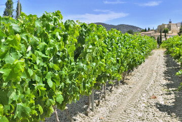 Fototapeta na wymiar alley between grapes growing in vine in a field in summer