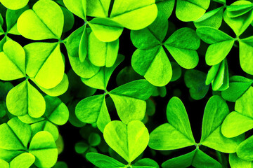 Fototapeta na wymiar Background with green clover leaves for Saint Patrick's day. Shamrock.