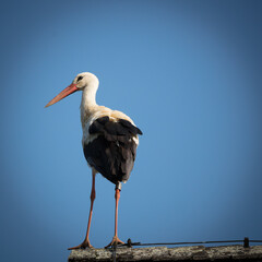 Storch