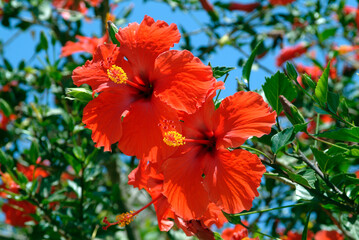 double red hibiscus flowers in bright summer sunlight © David EP Dennis 