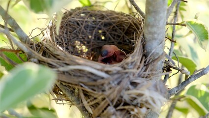 Selective focus baby birds (Sooty-headed bulbul) sleep in the nest.