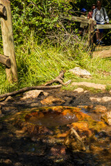 Sentier de découverte de la source bouillonnante de Bard, 63340 Boudes, Pays d'Issoire, Auvergne-Rhône-Alpes, France