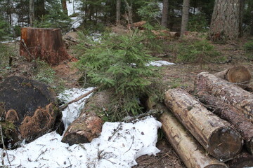 a stack of wooden lumber in the forest in spring