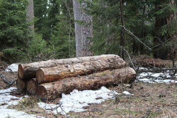 a stack of wooden lumber in the forest in spring