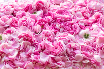 Pink Damask rose buds.Ingredients for natural cosmetics, oils and jams.Beautiful floral background