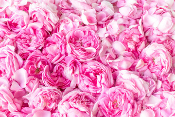 Pink Damask rose buds.Ingredients for natural cosmetics, oils and jams.Beautiful floral background