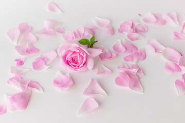 Fototapeta premium pink rose with petals.Isolated on white background.Beautiful floral card.Tea Rose.