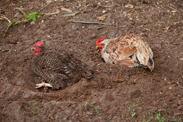 Two hens sitting in a hole dug in the ground.