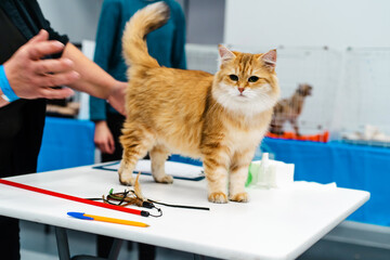 Big, red cat at the animal show. Assessment process and examination by a specialist. Close-up