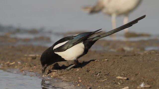 Eurasian magpie Pica pica is looking for food in the sand. Black and white Eurasian magpie