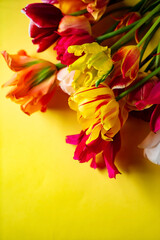 nice spring flowers - colorful tulips