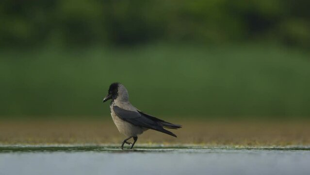 A hooded crow Corvus cornix walks on the shore of the fishpond and watches