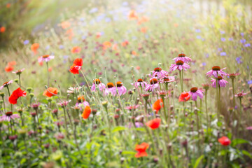 Obraz na płótnie Canvas Dreamy Flower Field in Summertime