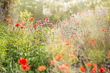 Obraz na płótnie Canvas Dreamy Flower Field in Summertime
