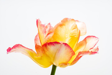 nice tulips in the vase