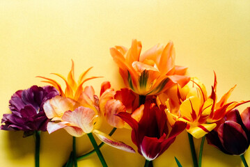 nice tulips on the yellow background