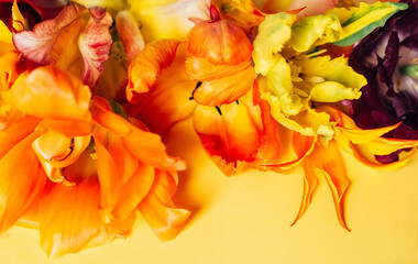 Fototapeta na wymiar nice tulips on the yellow background