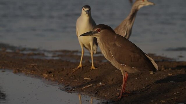 Black-crowned Night Heron Nycticorax nycticorax Waiting in shallow water in the summer sunshine