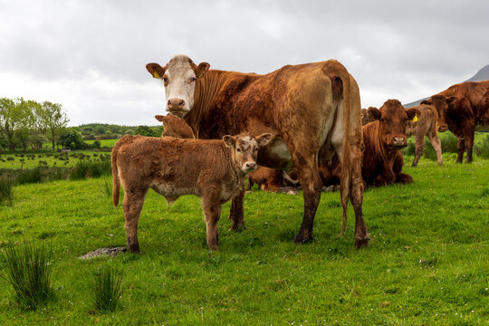 green pasture with cattle herd. Small baby bull with its mother standing in center