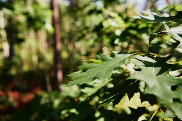 Close up of green oak leaves.