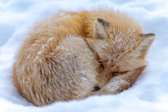 雪の中で眠るキタキツネ