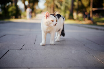 Kitty cat in the city park.