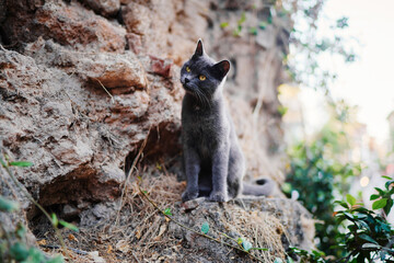 Cute grey kitty cat sitting on the rock.