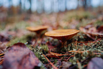 Agaric forest mushroom in fall season.